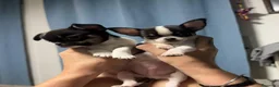 Chihuahua perros en venta: Chihuahuas ❤️ 💙  - Anuncio 1