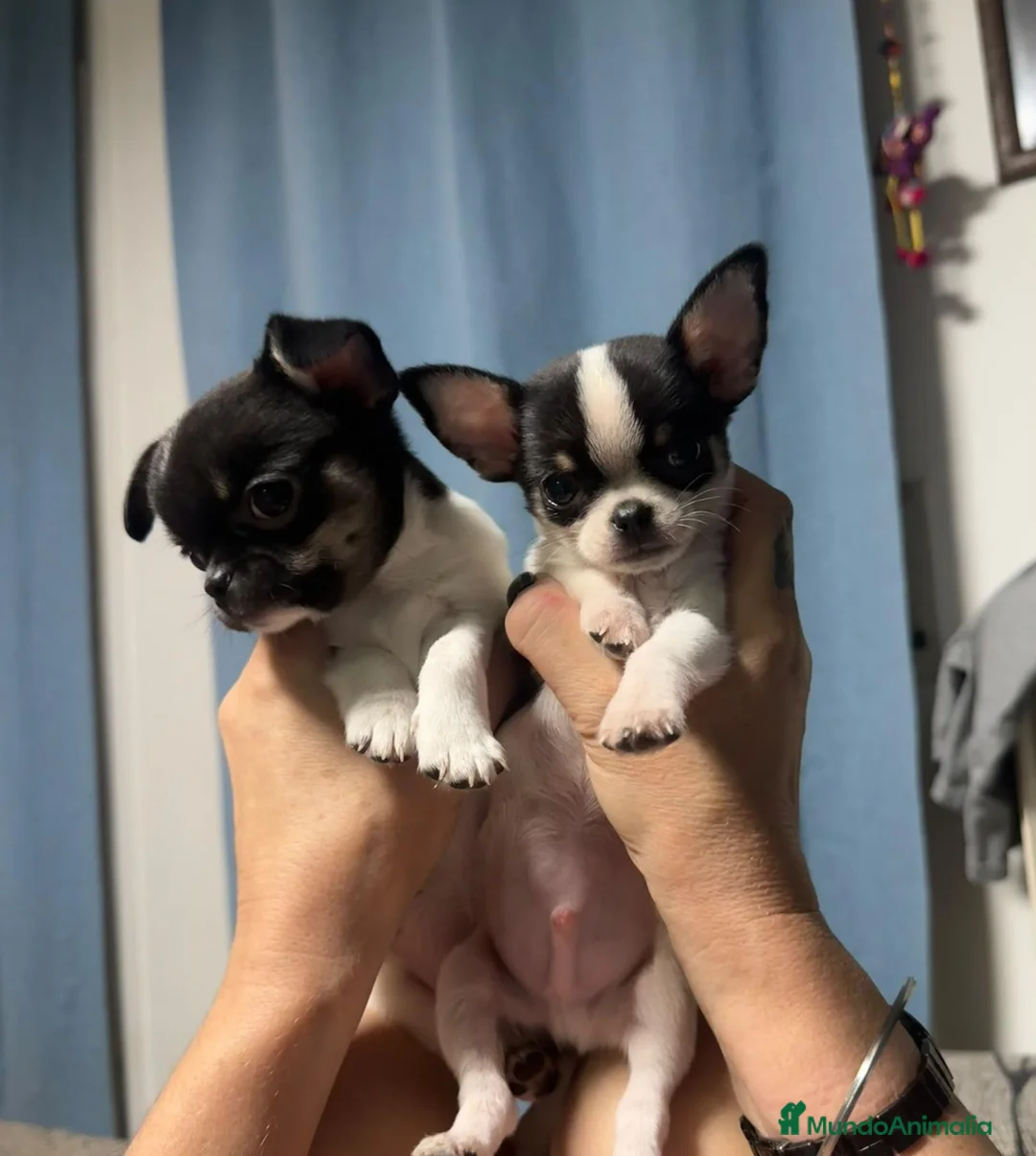 Chihuahua perros en venta: Chihuahuas ❤️ 💙  - Anuncio 1