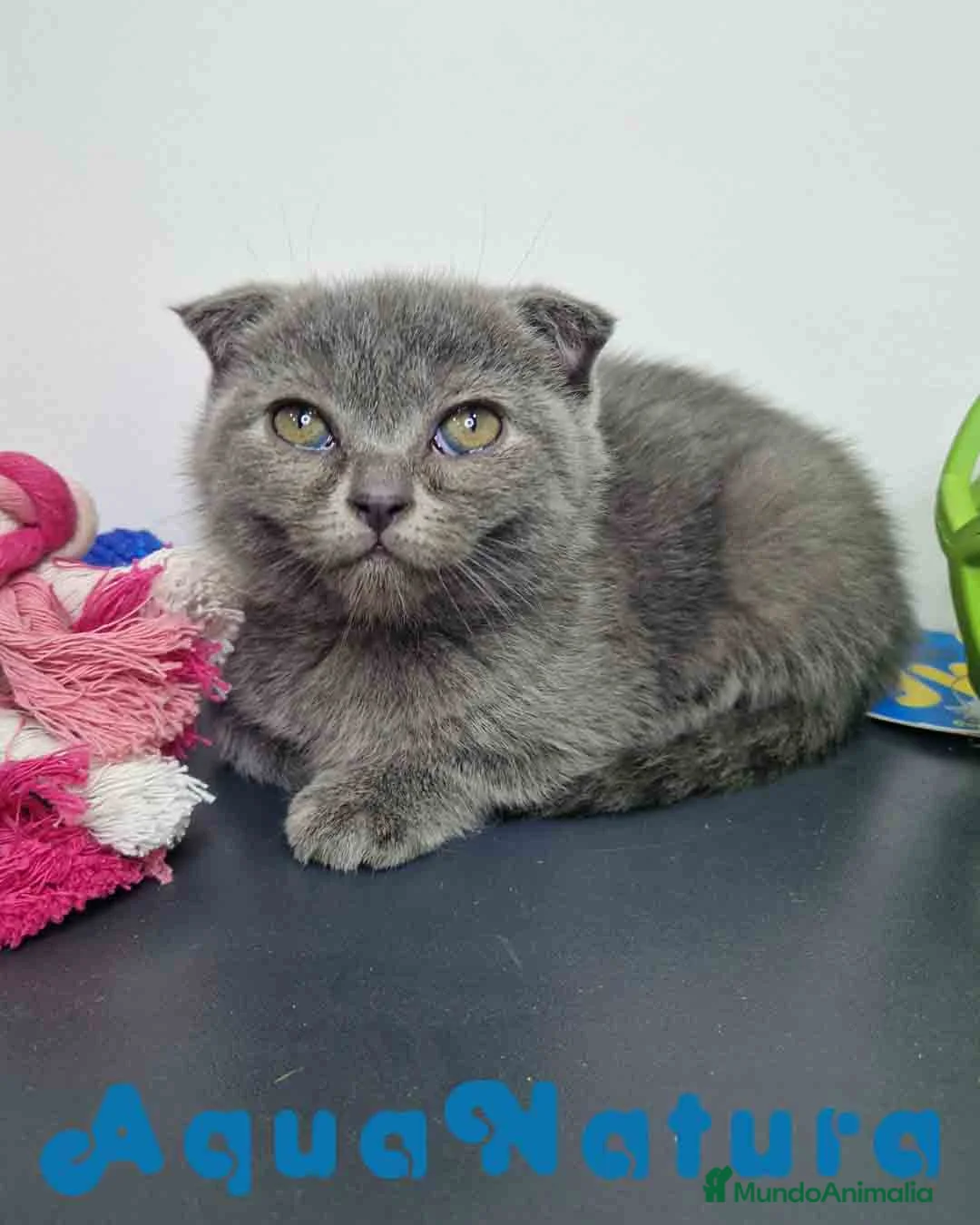 Scottish Fold gatos en venta: Scottish Fold Shorthair Hembra 1928 AQUANATURA - Anuncio 11