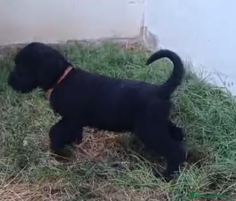 Schnauzer Gigante perros SchnauzerGiganteNegro - Anuncio 2