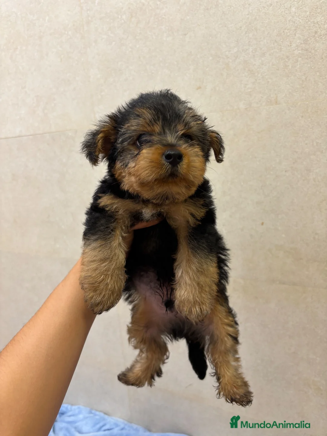 Yorkshire Terrier perros en venta: Yorkshire toy - Anuncio 2