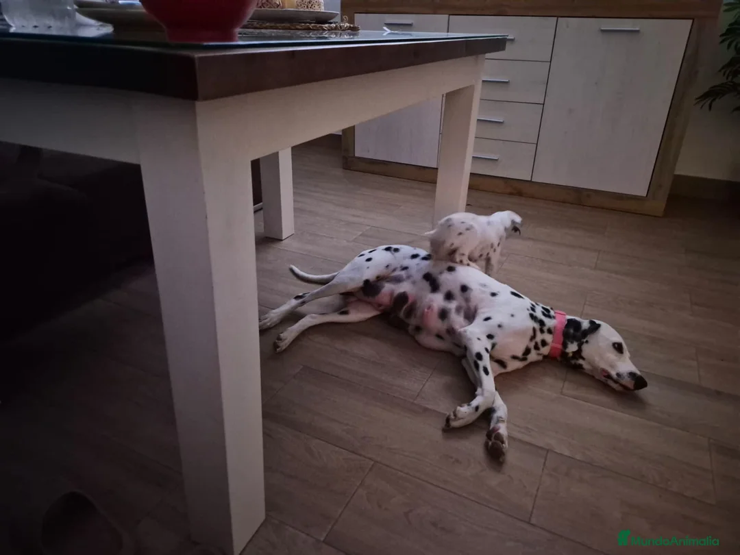 Dálmata perros en venta: Dalmata disponible  - Anuncio 2