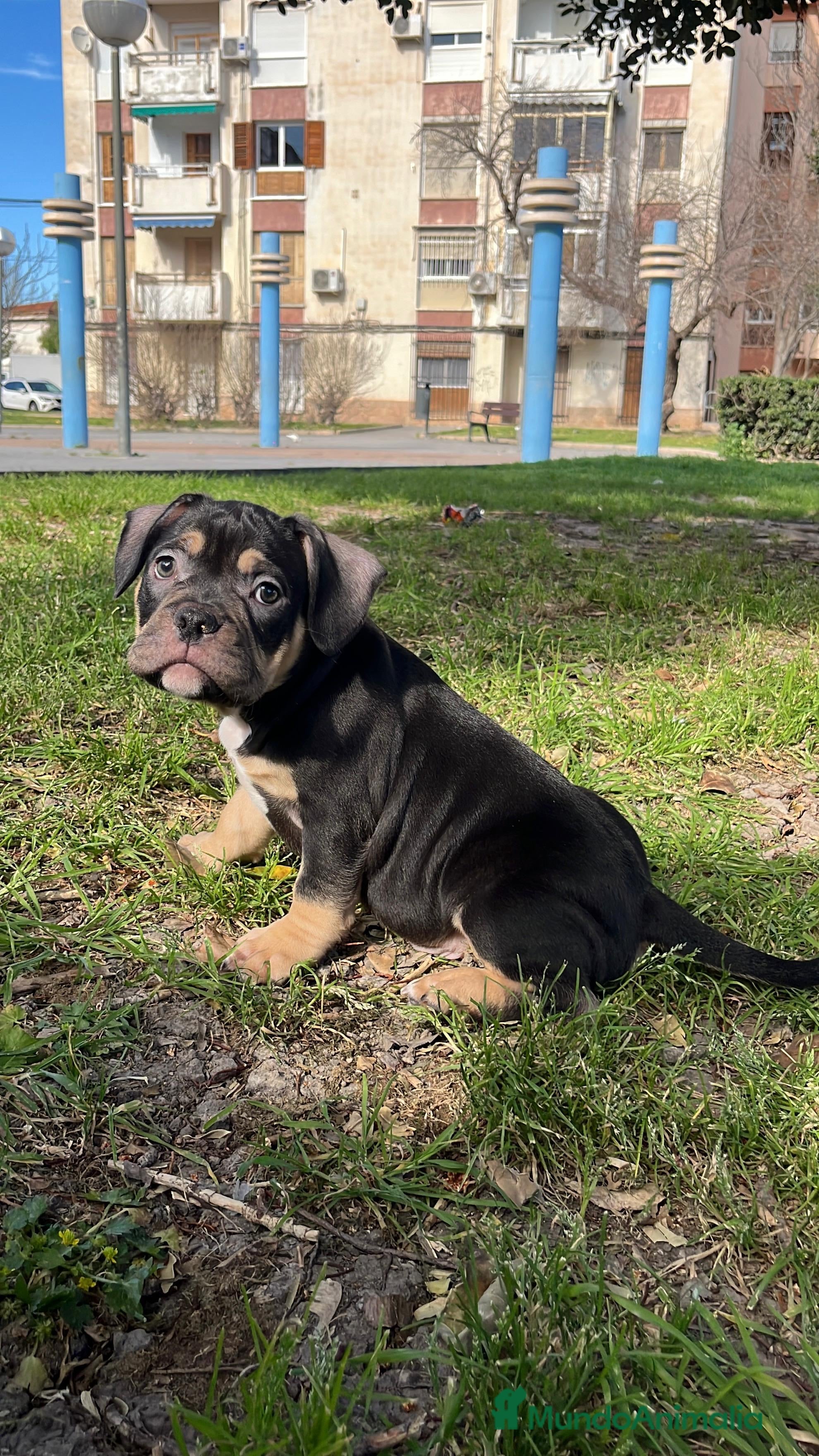 American Bully perros American Bully  - Anuncio 1