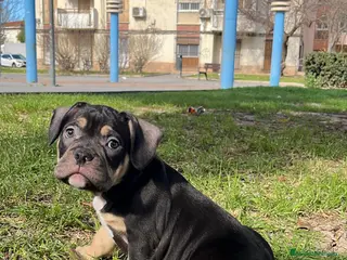 American Bully perros American Bully - Anuncio 1