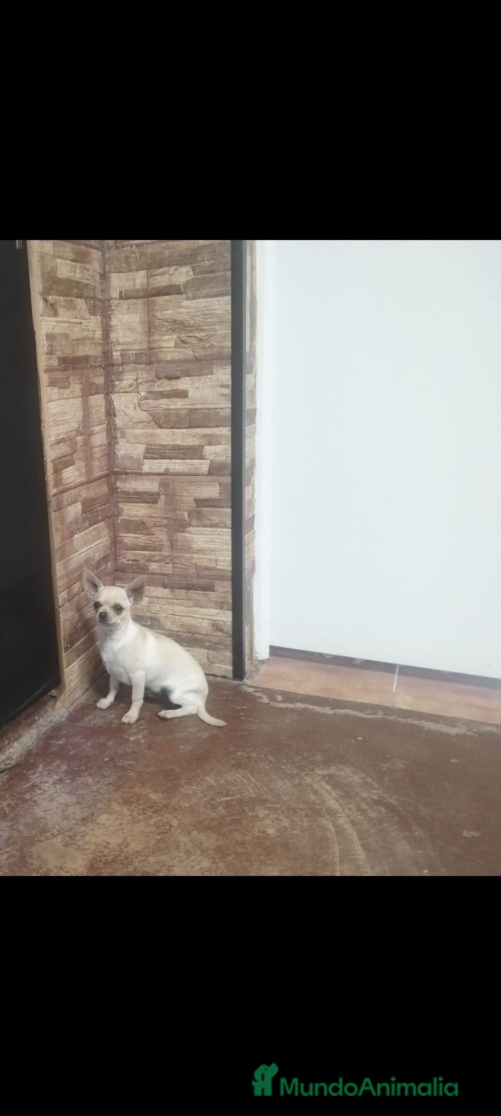 Chihuahua perros en venta: Cachorro chihuahua  - Anuncio 2