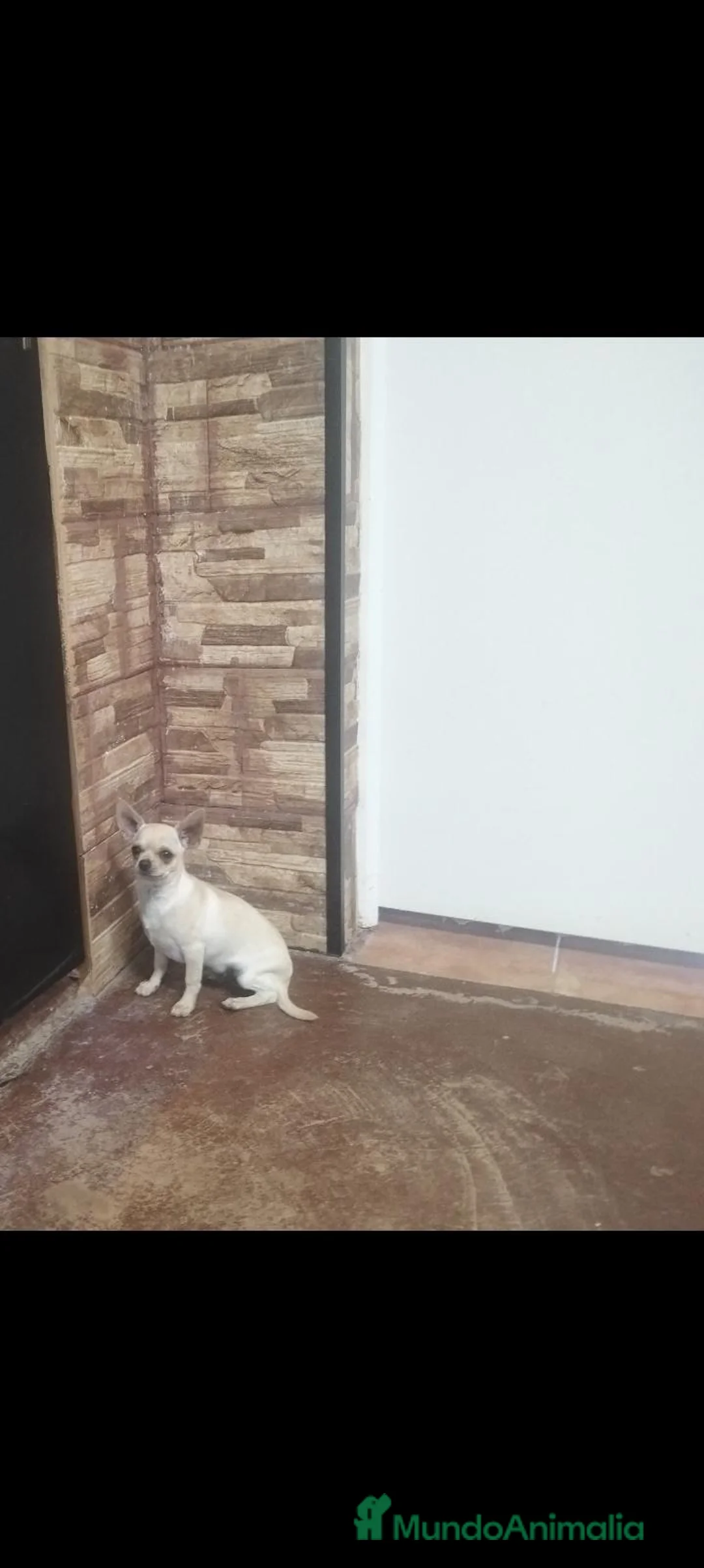 Chihuahua perros en venta: Cachorro chihuahua  en Córdoba - Anuncio 1
