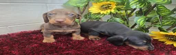 Teckel Miniatura perros en venta: Teckel Miniatura - Anuncio 7