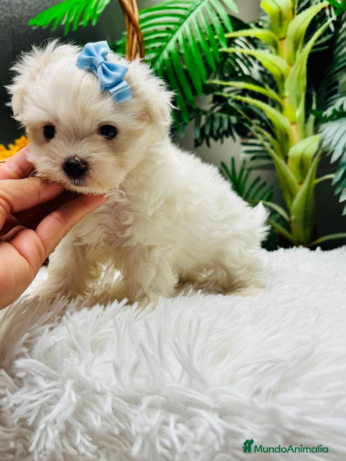 Bichón Maltés perros 🤍 BICHÓN MALTÉS – DULZURA EN ESTADO PURO 🤍 - Anuncio 1