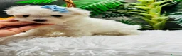 Bichón Maltés perros en venta: 🤍 BICHÓN MALTÉS – DULZURA EN ESTADO PURO 🤍 - Anuncio 1