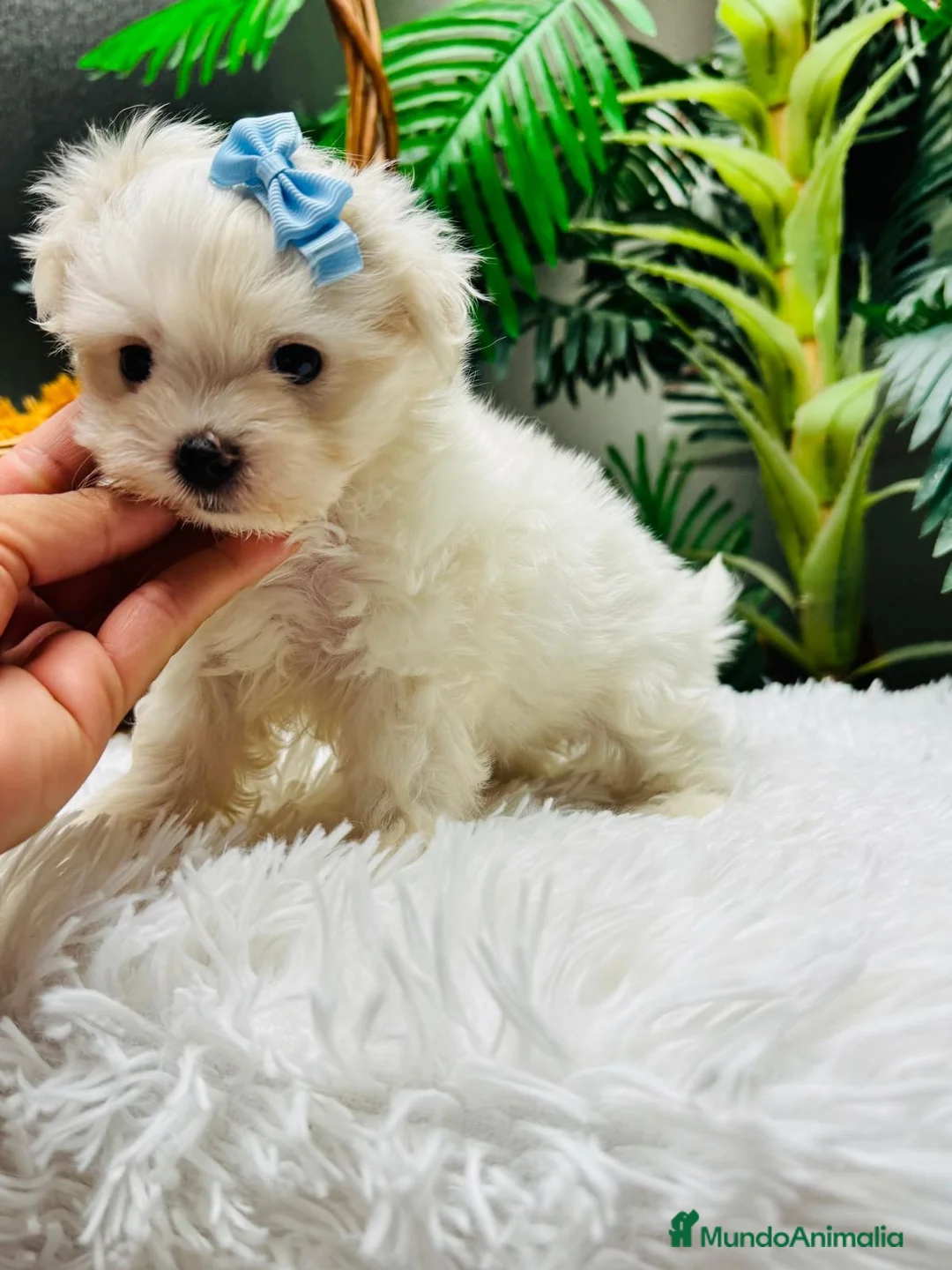 Bichón Maltés perros en venta: 🤍 BICHÓN MALTÉS – DULZURA EN ESTADO PURO 🤍 - Anuncio 1