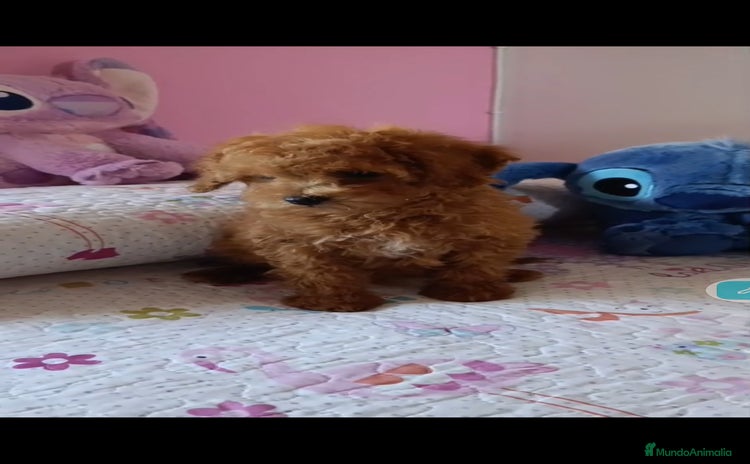 Caniche Toy perros Caniche toy  - Anuncio 4