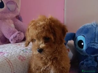 Caniche Toy perros Caniche toy - Anuncio 2