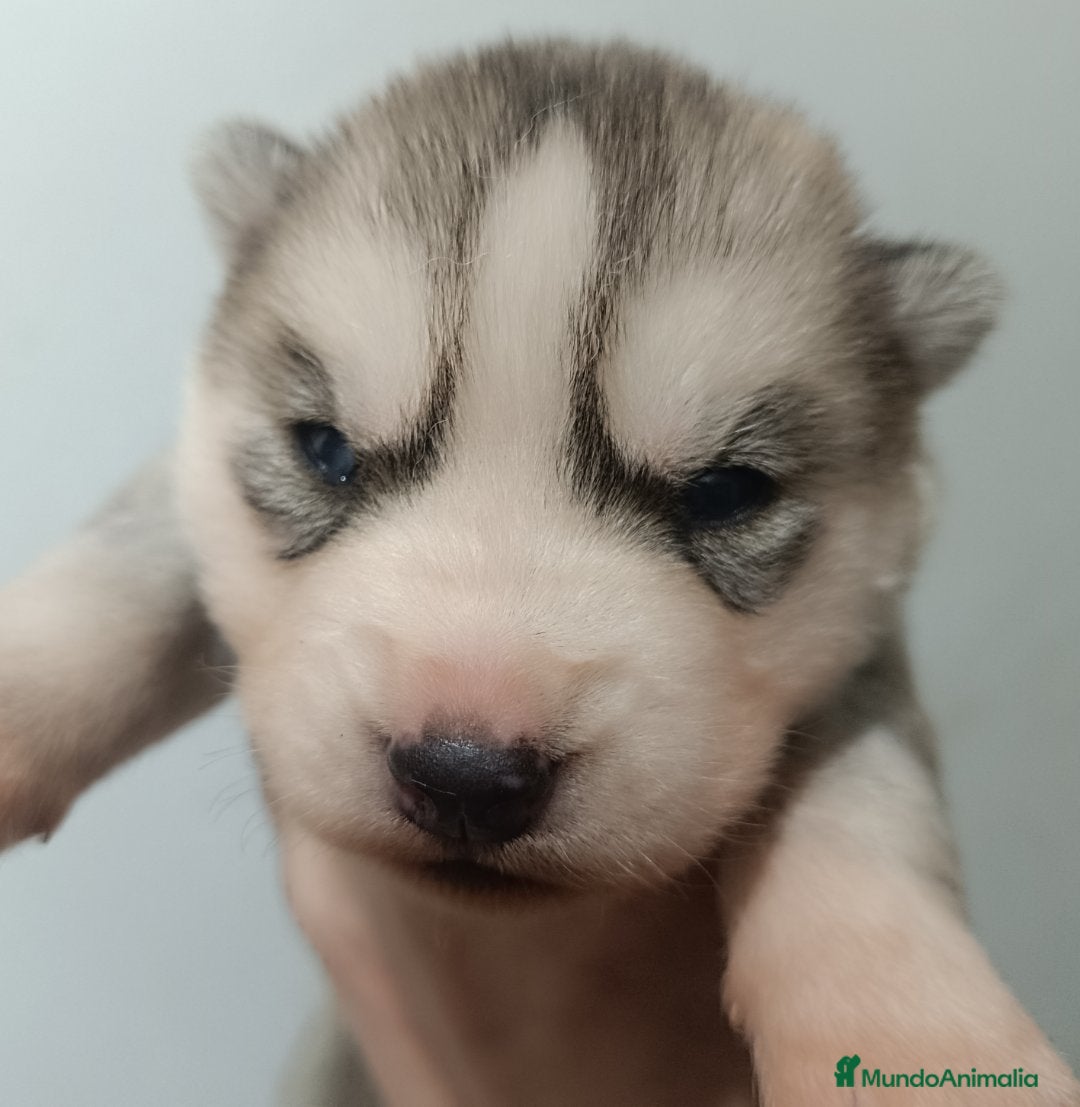 Husky Siberiano perros Husky siberiano camada - Anuncio 2