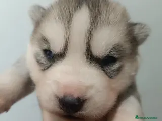 Husky Siberiano perros Husky siberiano camada - Anuncio 11