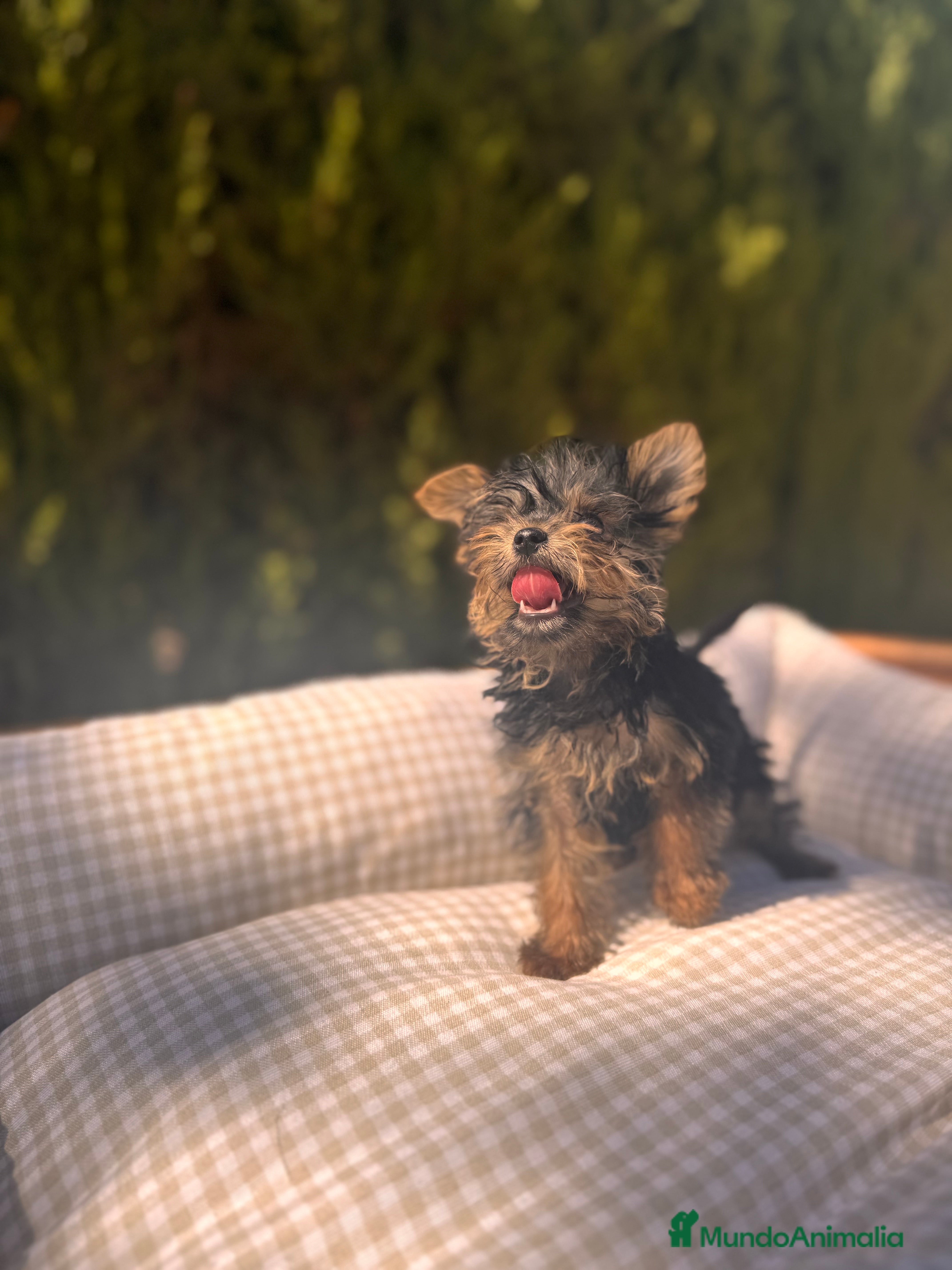 Yorkshire Terrier perros YORKSHIRE TOY DIMINUTOS - Anuncio 1