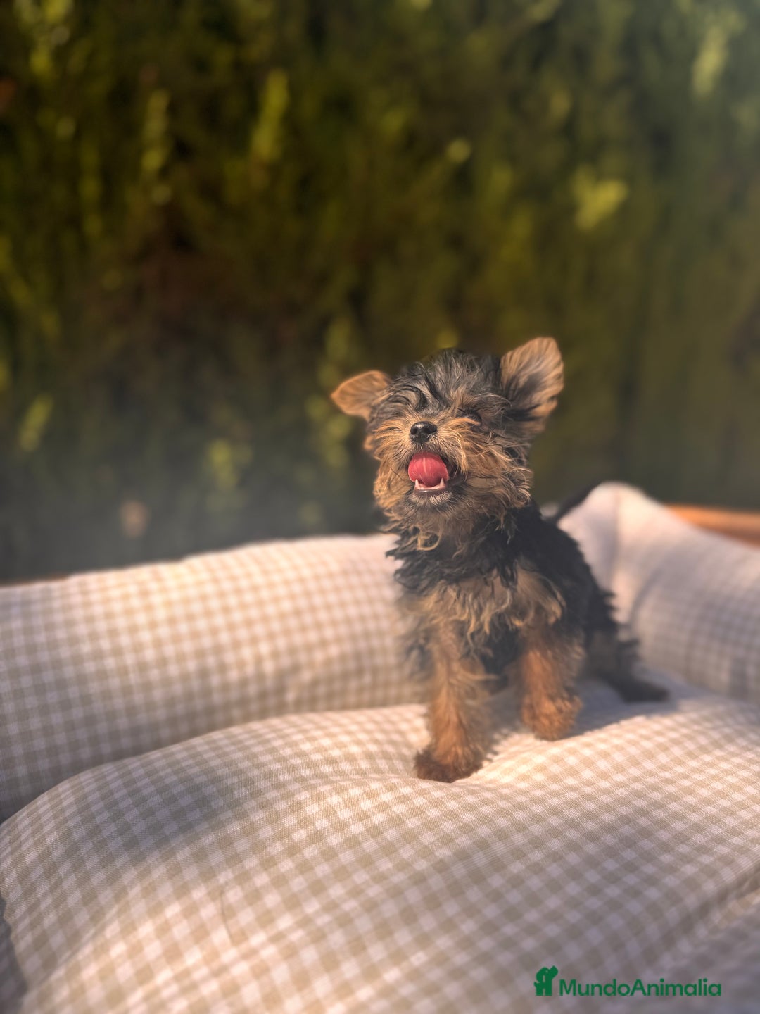 Yorkshire Terrier perros en venta: YORKSHIRE TOY DIMINUTOS - Imagen 1