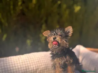Yorkshire Terrier perros YORKSHIRE TOY DIMINUTOS - Anuncio 4