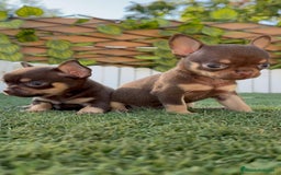 Chihuahua perros en venta: CHIHUAHUA MACHO - Imagen 20