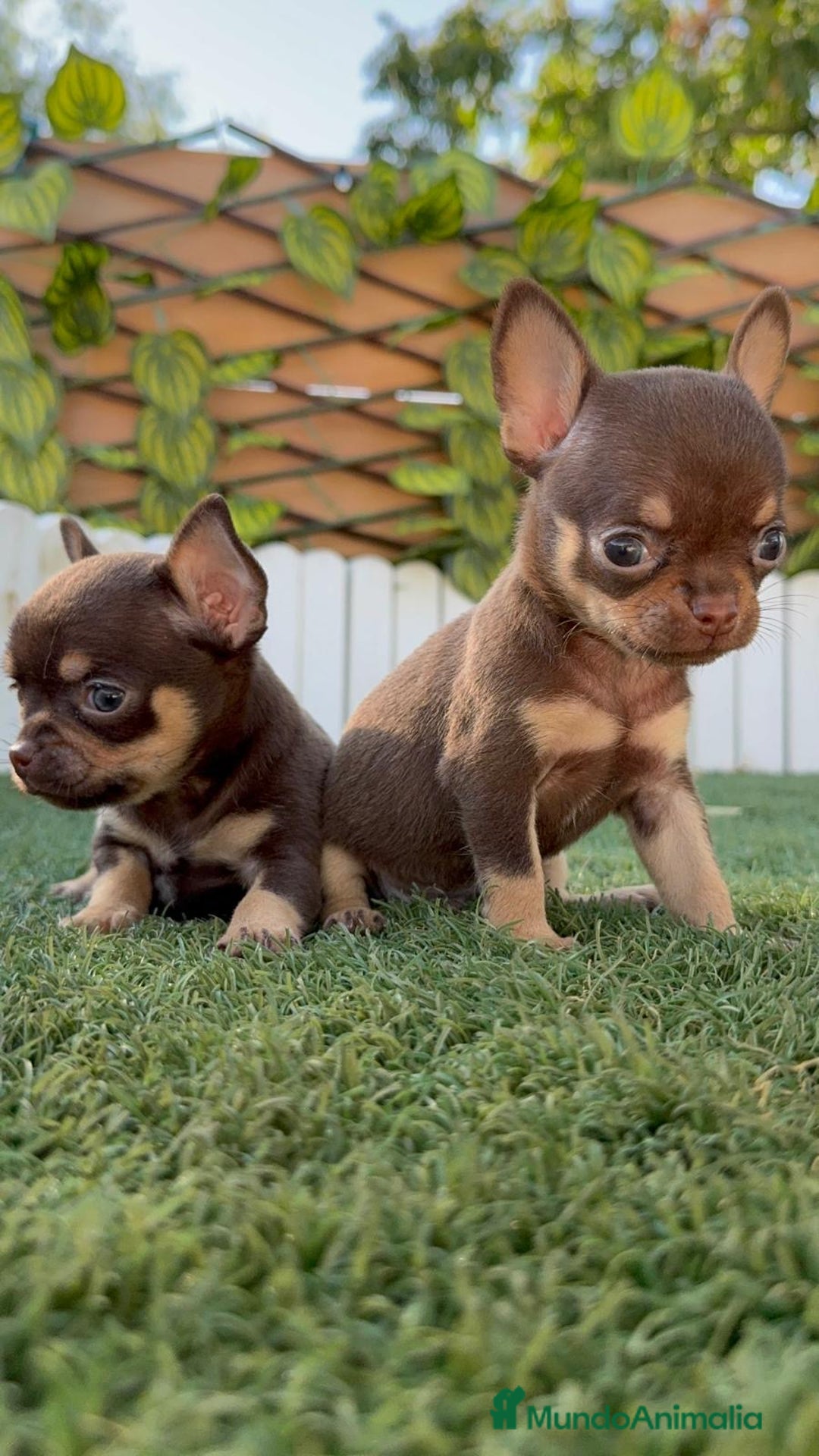 Chihuahua perros en venta: CHIHUAHUA MACHO - Imagen 20