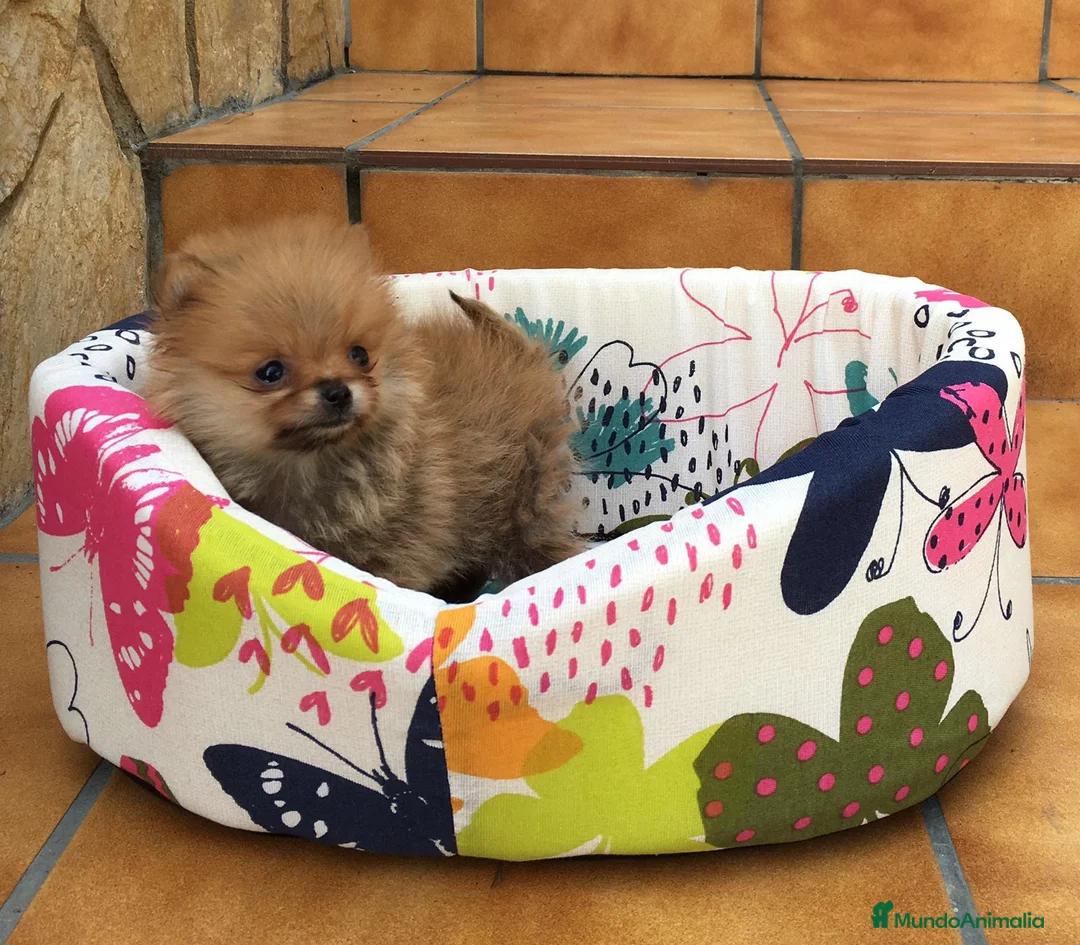 Pomerania perros en venta: Cachorros de Lulú de Pomerania en Barcelona - Anuncio 7