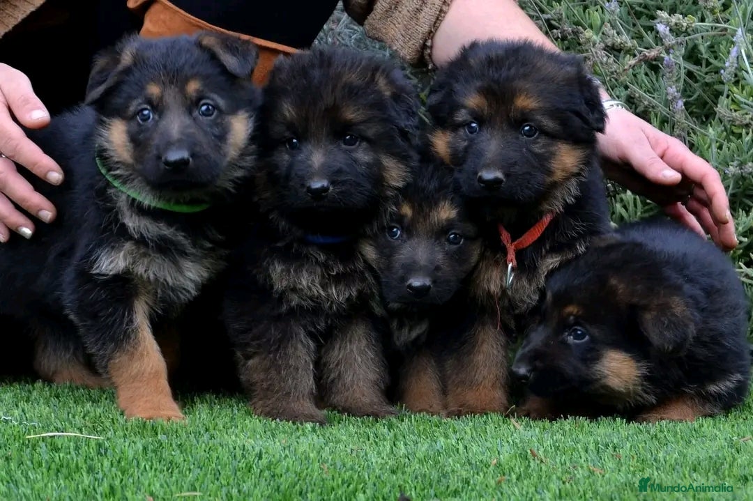 Pastor Alemán perros en venta: Cachorros pastor aleman disponibles - Imagen 4
