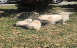 Spitz pequeño - Kleinspitz perros en venta: Kleinspitz pomerania  - Imagen 10