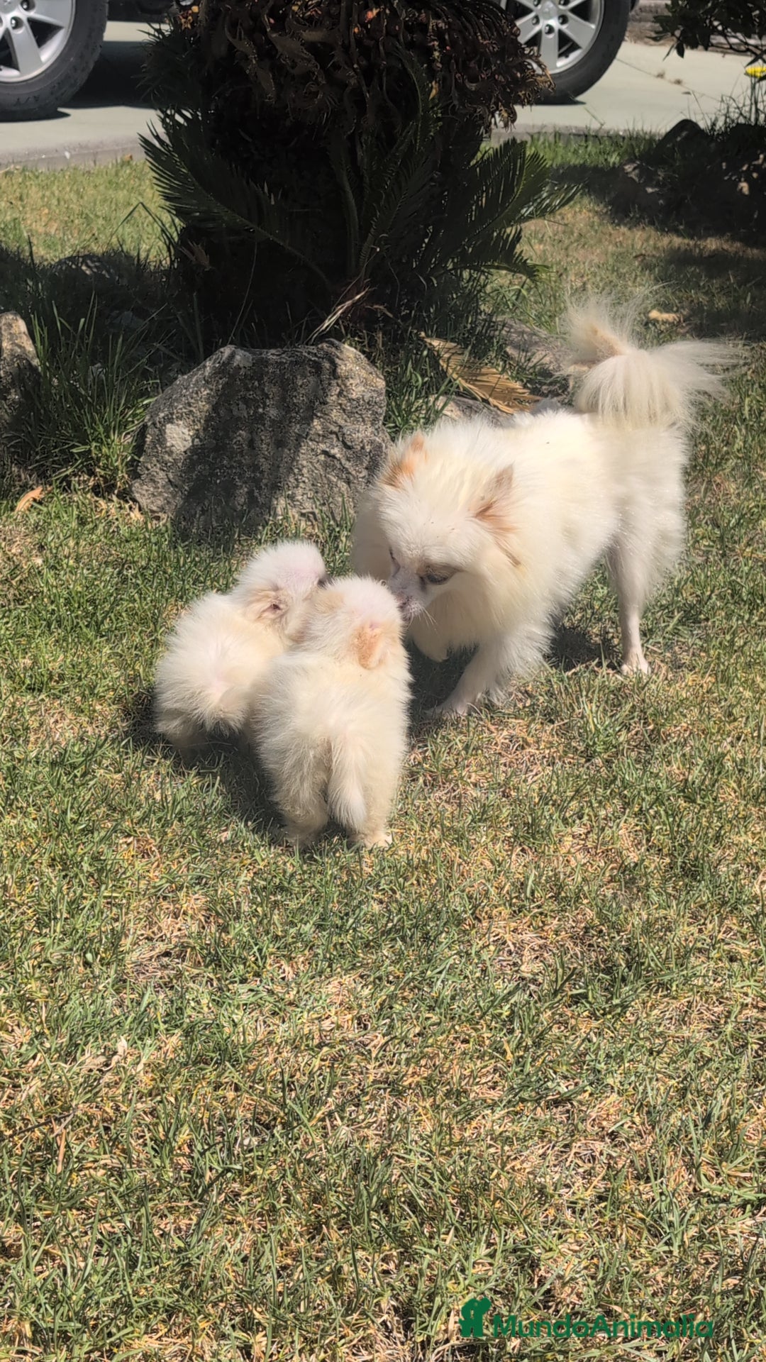 Spitz pequeño - Kleinspitz perros en venta: Kleinspitz pomerania  - Imagen 10