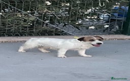 Jack Russell Terrier perros en venta: Jack russell terrier adulto  - Imagen 1