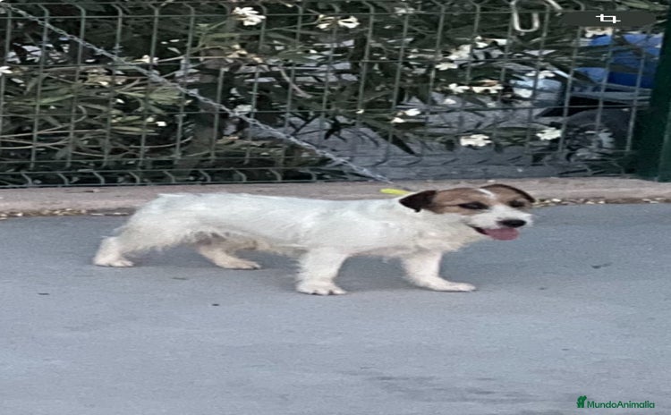 Jack Russell Terrier perros - Anuncio 3