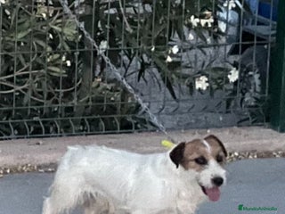Jack Russell Terrier perros - Anuncio 2