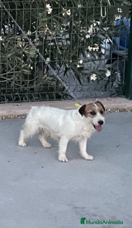 Jack Russell Terrier perros - Anuncio 3