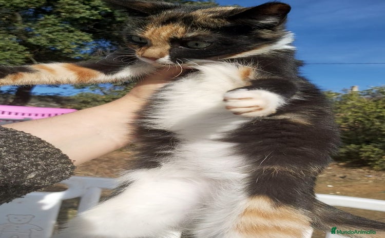 Raza Mixta gatos ADOPCION Gatita tricolor calico 3 meses - Anuncio 1