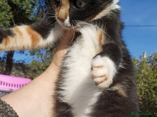 Raza Mixta gatos ADOPCION Gatita tricolor calico 3 meses - Anuncio 1