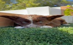 Border Terrier perros en venta: BORDER COLLIE - Anuncio 11