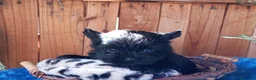 Biewer Yorkshire Terrier a la Pom Pon perros en venta: Cachorros Yorkshire colores exóticos - Anuncio 4
