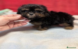 Shihpoo perros en venta: Monísimo ShihPoo Negro y fuego - Imagen 3