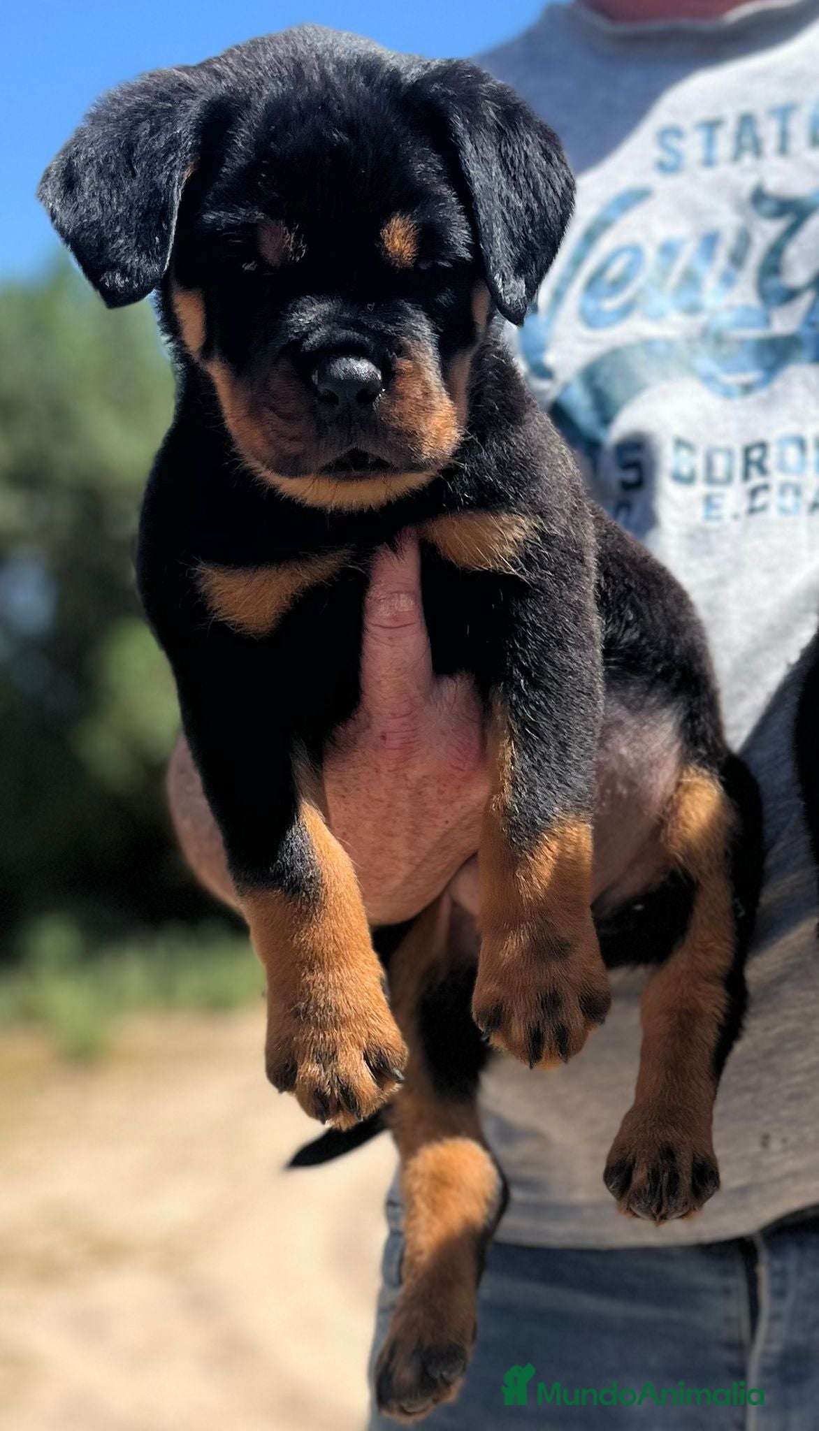 Rottweiler perros Rottweiler  - Anuncio 1