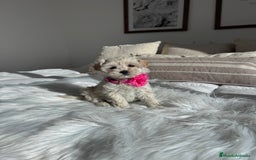 Maltipoo perros en venta: Maltipoo hembra - Anuncio 1