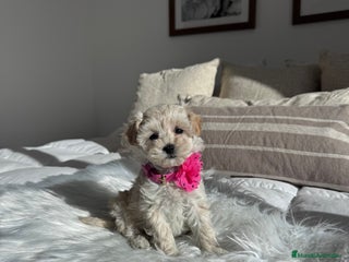 Maltipoo perros Maltipoo hembra - Anuncio 2