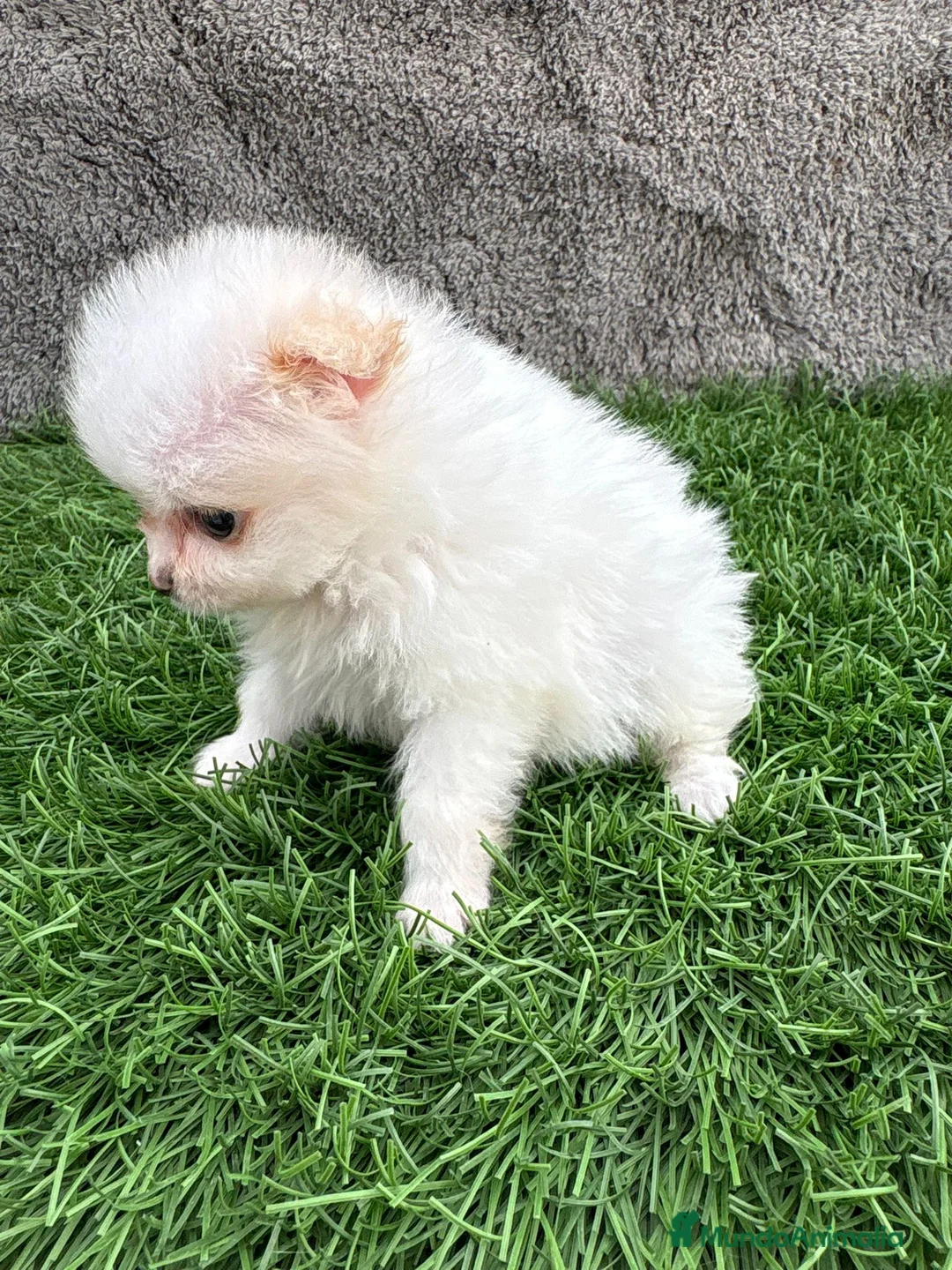Pomerania perros en venta: Hembra mini toy lulu Pomerania blanca naranja  - Anuncio 15