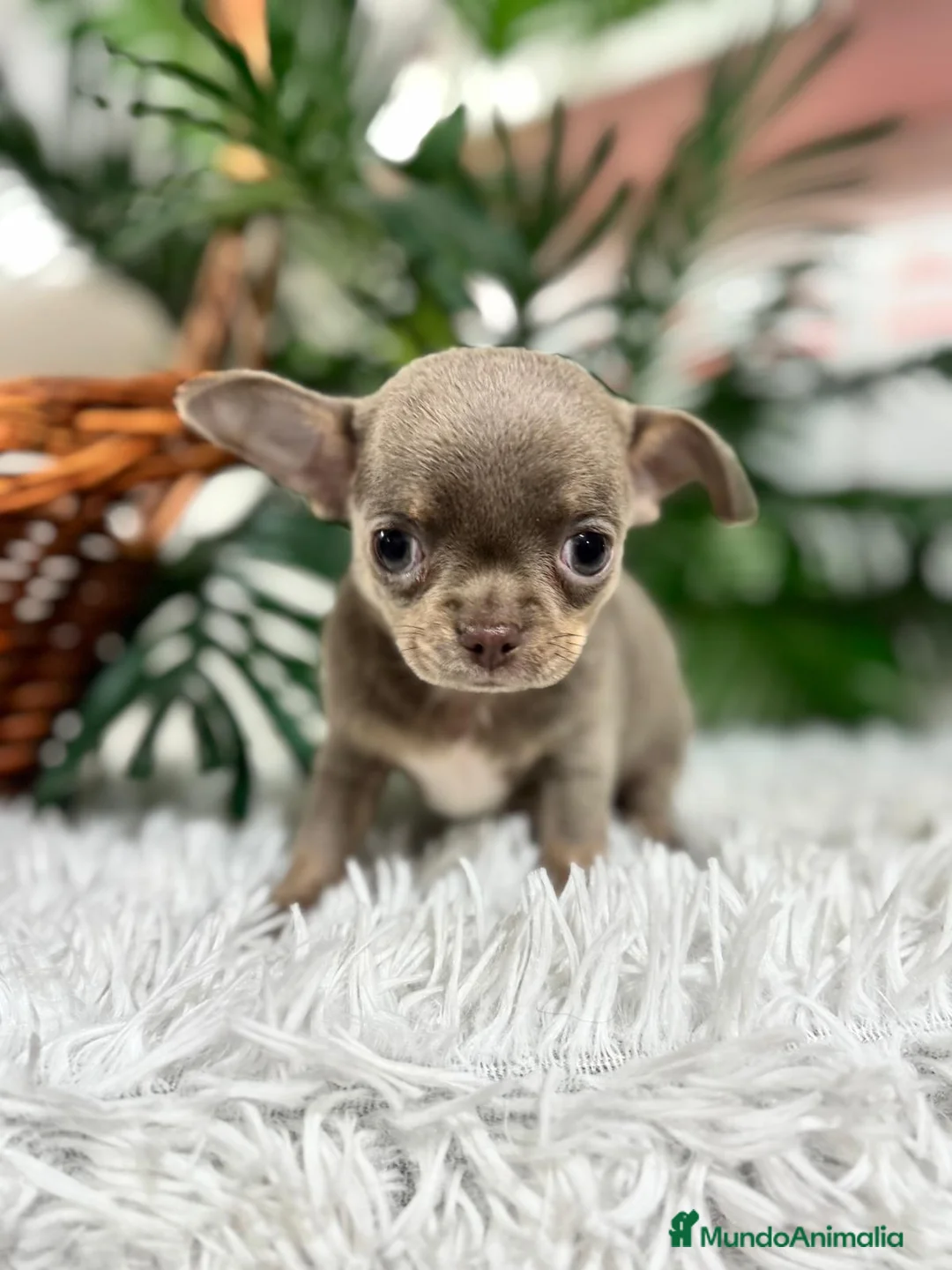 Chihuahua perros en venta: CHIHUAHUA MACHO - Anuncio 2