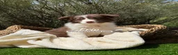 Border Collie perros en venta: CACHORRO BORDER COLLIE - Anuncio 6