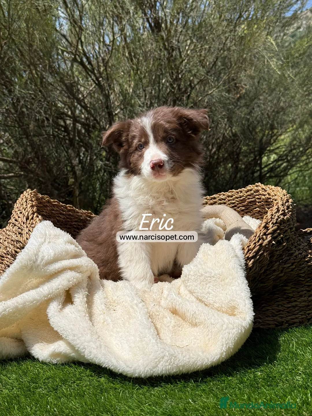 Border Collie perros en venta: CACHORRO BORDER COLLIE - Anuncio 6