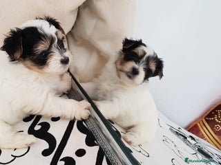 Biewer Yorkshire Terrier a la Pom Pon perros en Barcelona - Anuncio 1