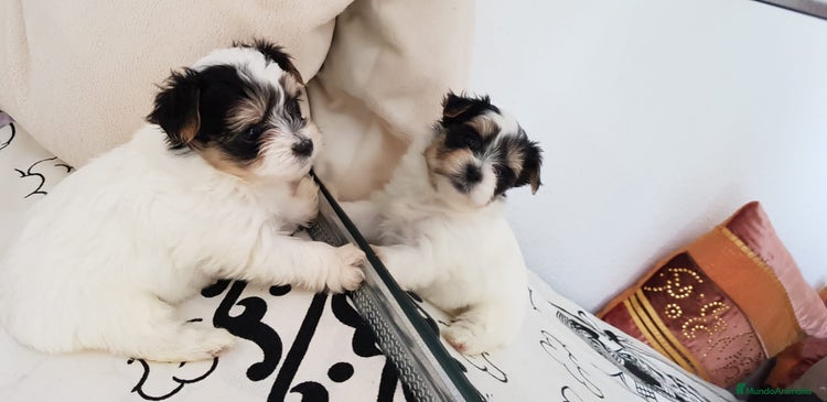 Biewer Yorkshire Terrier a la Pom Pon perros en Barcelona - Anuncio 1