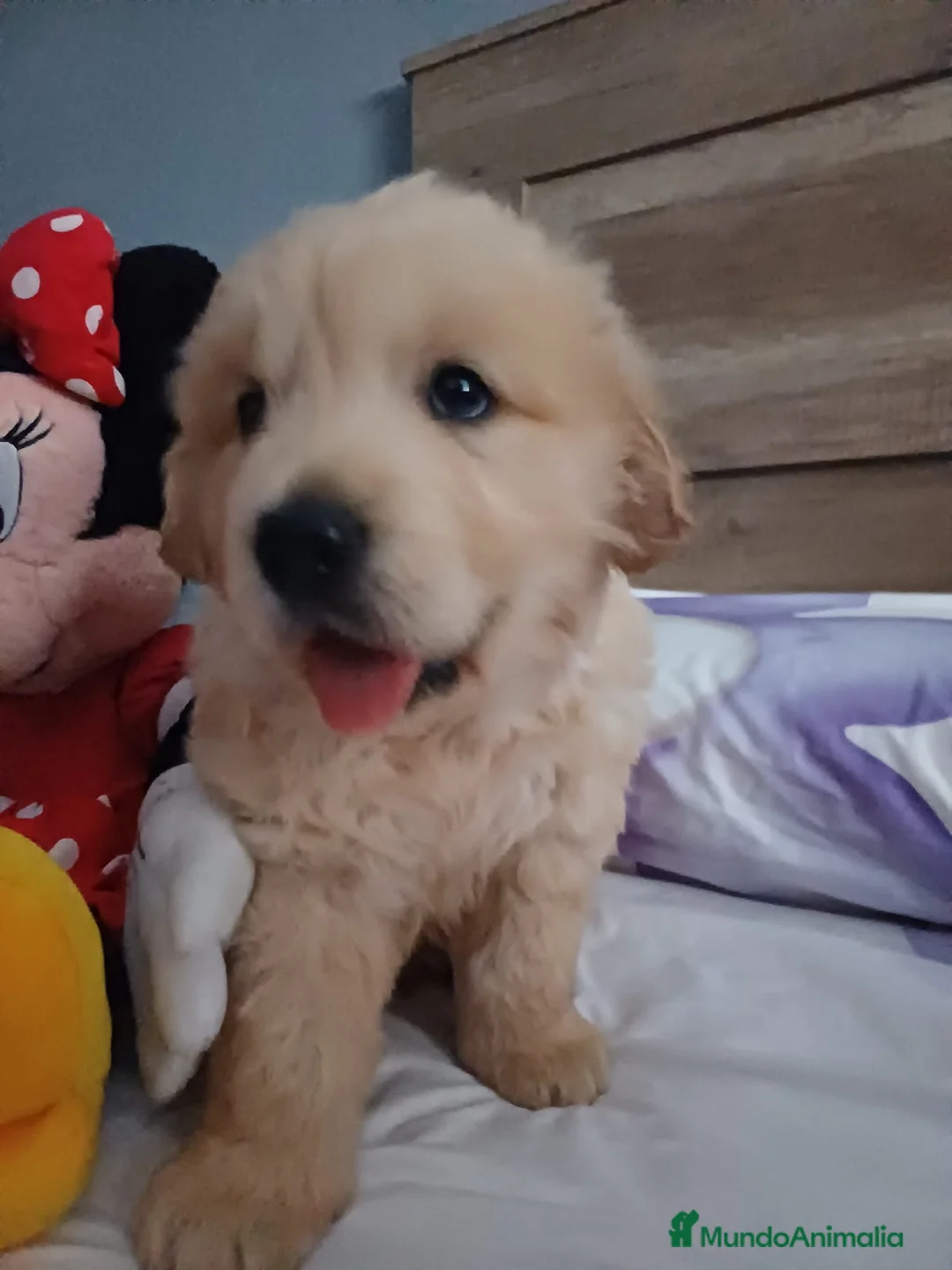Golden Retriever perros en venta: Golden Retriever  - Anuncio 2