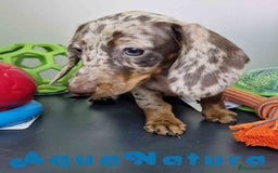 Teckel Miniatura perros en venta: Teckel Hembra 4447 DCD AQUUANATURA - Imagen 3