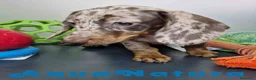 Teckel Miniatura perros en venta: Teckel Hembra 4447 DCD AQUUANATURA - Anuncio 3