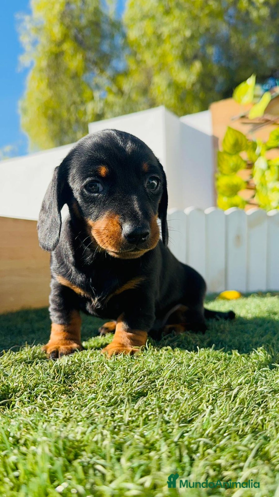 Teckel Miniatura perros en venta: TECKEL MINIATURA  - Anuncio 21