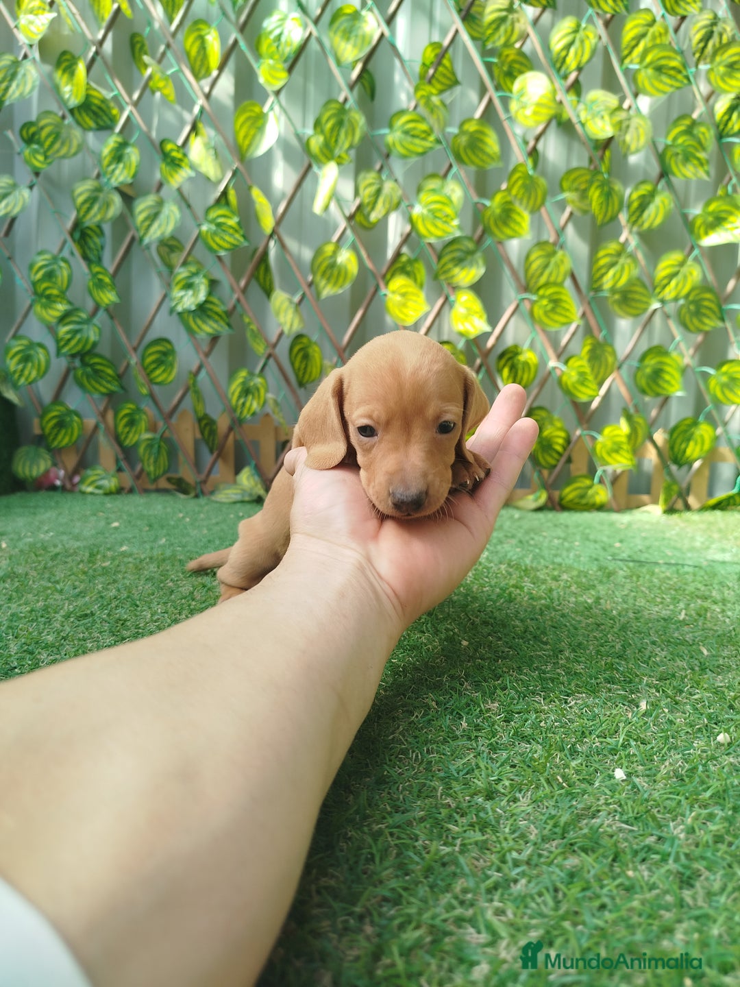 Teckel Miniatura perros en venta: Teckel mini  - Imagen 2